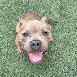 Shelter Stray Male Dog last seen , 2350 Appling City Cove, Memphis, TN 38133, USA