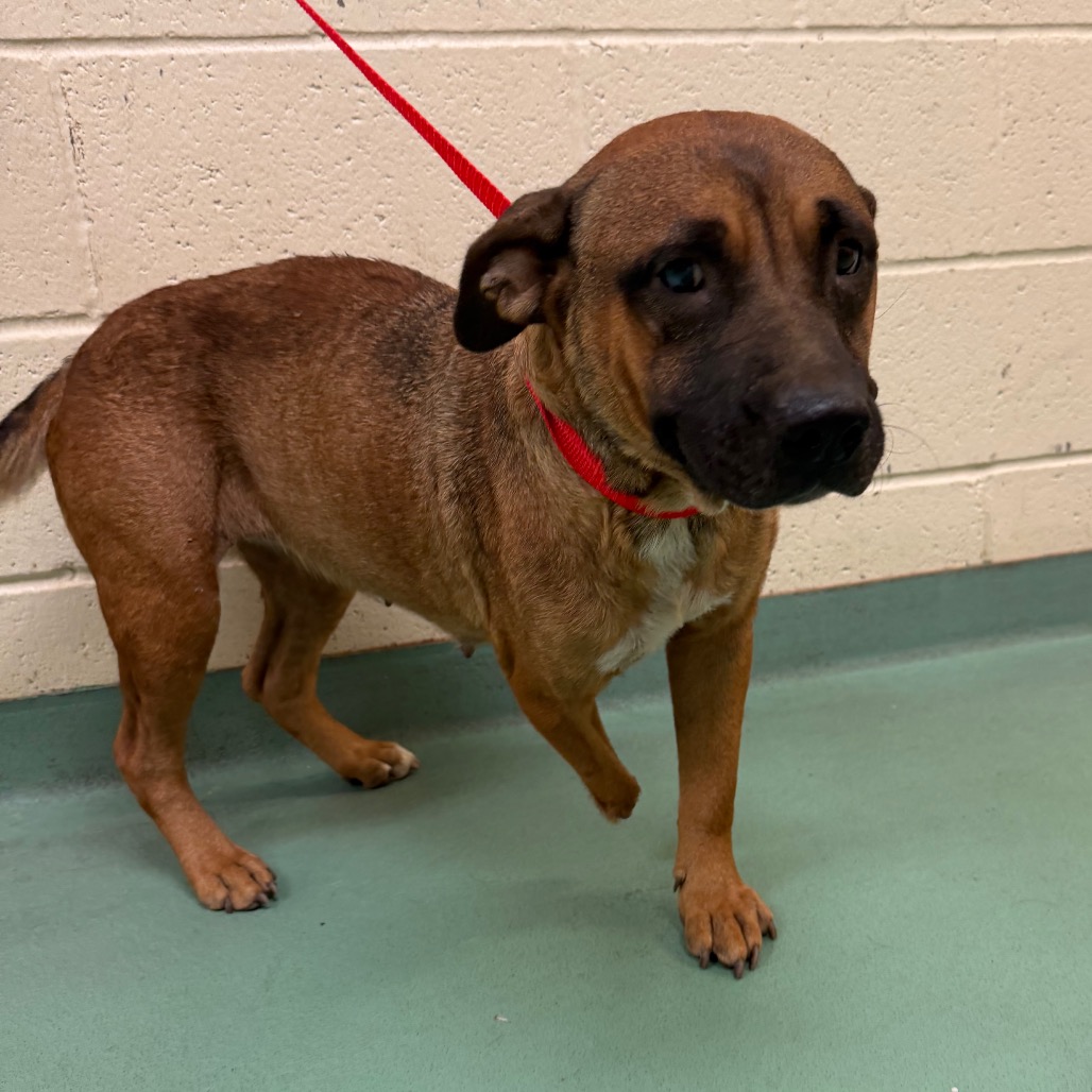Shelter Stray Female Dog last seen , 2350 Appling City Cove, Memphis, TN 38133, USA