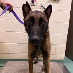 Shelter Stray Male Dog last seen , 2350 Appling City Cove, Memphis, TN 38133, USA