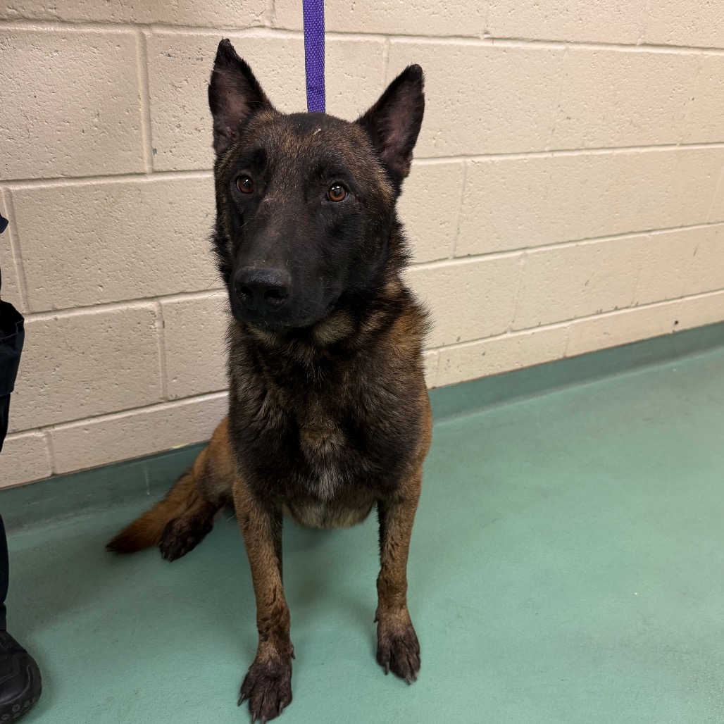 Shelter Stray Male Dog last seen , 2350 Appling City Cove, Memphis, TN 38133, USA