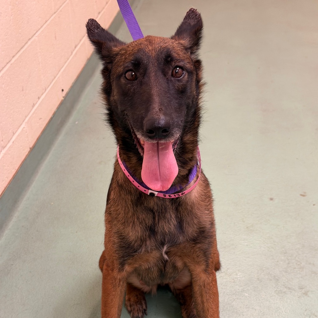 Shelter Stray Female Dog last seen , 2350 Appling City Cove, Memphis, TN 38133, USA