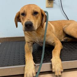 Shelter Stray Female Dog last seen , 901 N Haverty St, Pine Bluff, AR 71601, USA
