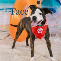 Shelter Stray Female Dog last seen , Animal Care & Control Team of Philly, 111 W Hunting Park Ave, Philadelphia, PA 19140, USA