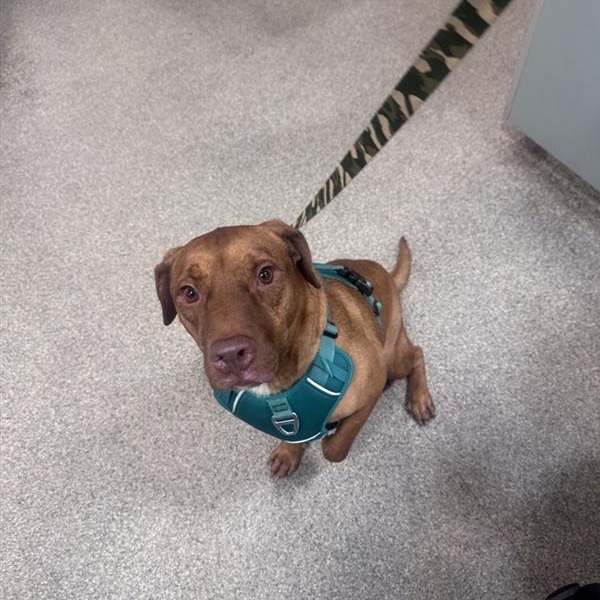 Shelter Stray Male Dog last seen , 8464 Beach Blvd, Jacksonville, FL 32216, USA