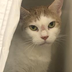 Shelter Stray Female Cat last seen , Animal Care & Control Team of Philly, 111 W Hunting Park Ave, Philadelphia, PA 19140, USA