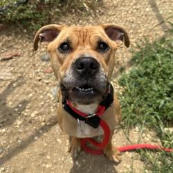 Shelter Stray Female Dog last seen , Animal Care & Control Team of Philly, 111 W Hunting Park Ave, Philadelphia, PA 19140, USA