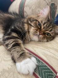 Lost Male Cat last seen Hickory Street, St. Louis, St. Louis, MO 63104