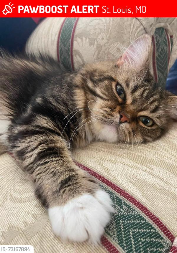 Lost Male Cat last seen Hickory Street, St. Louis, St. Louis, MO 63104