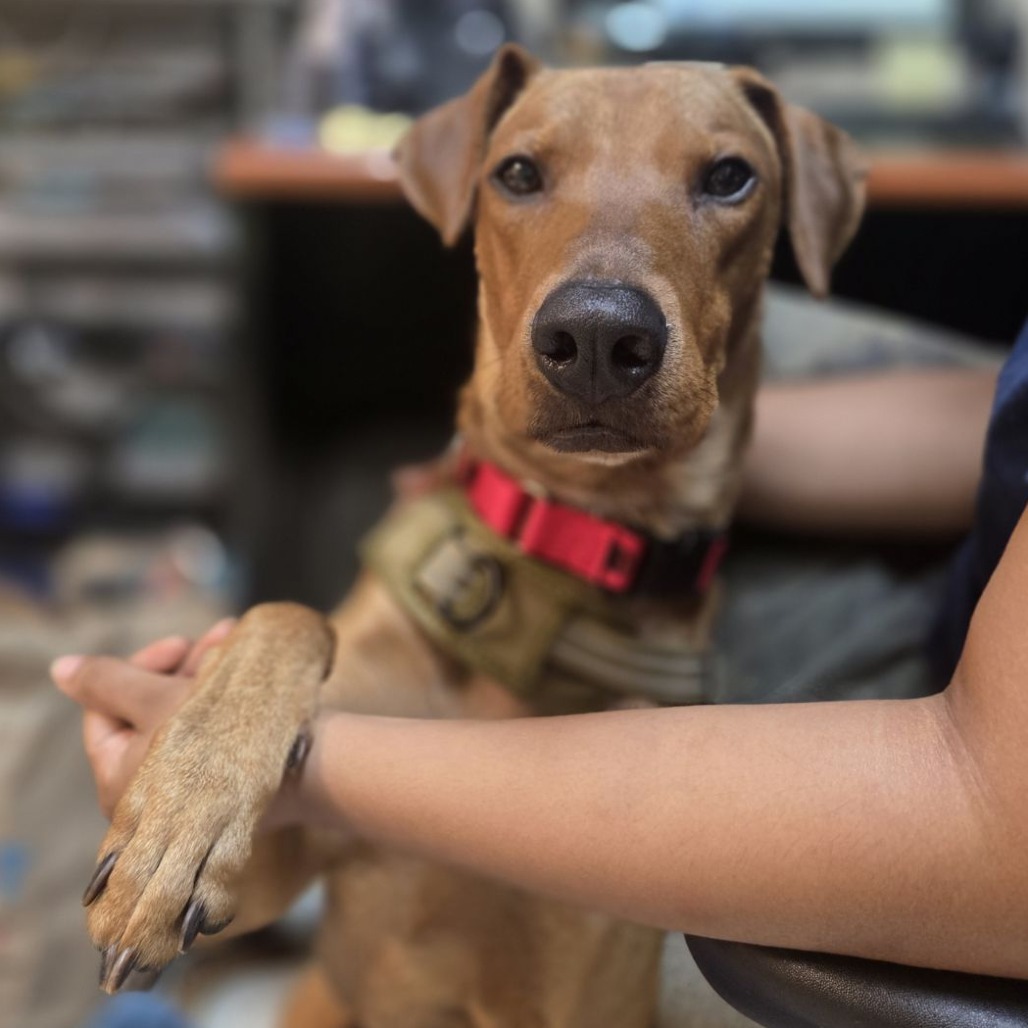 Shelter Stray Male Dog last seen , Animal Care & Control Team of Philly, 111 W Hunting Park Ave, Philadelphia, PA 19140, USA