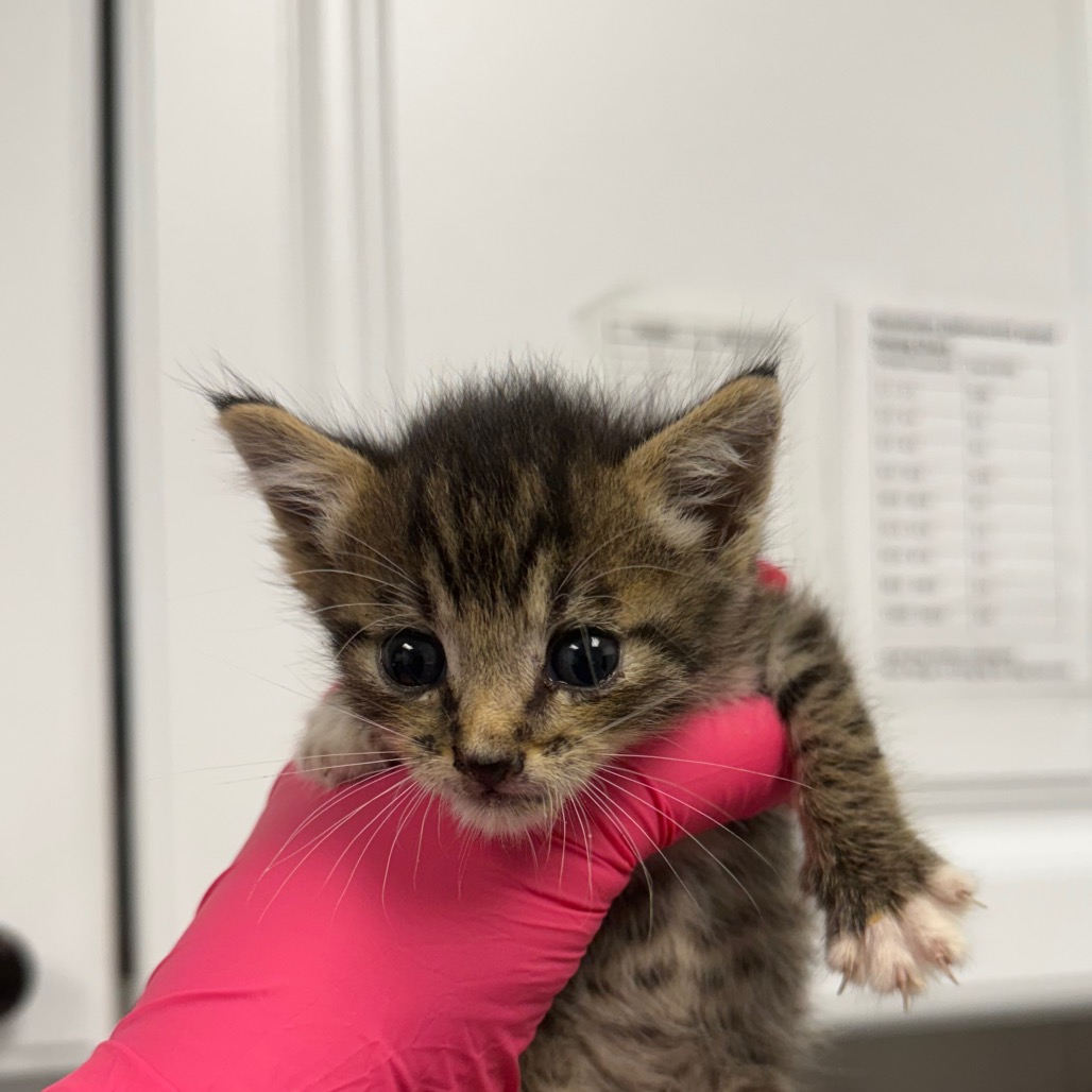 Shelter Stray Male Cat last seen , 328 Furman Hall Rd, Greenville, SC 29609, USA