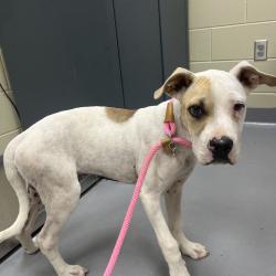 Shelter Stray Male Dog last seen , 4900 Milgen Rd, Columbus, GA 31907, USA