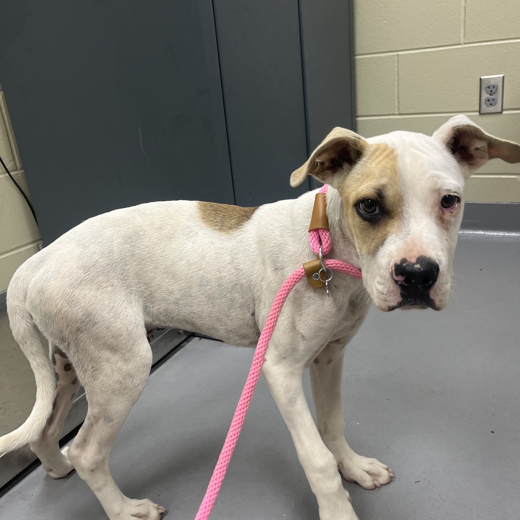 Shelter Stray Male Dog last seen , 4900 Milgen Rd, Columbus, GA 31907, USA