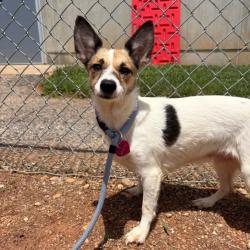 Shelter Stray Female Dog last seen , 328 Furman Hall Rd, Greenville, SC 29609, USA