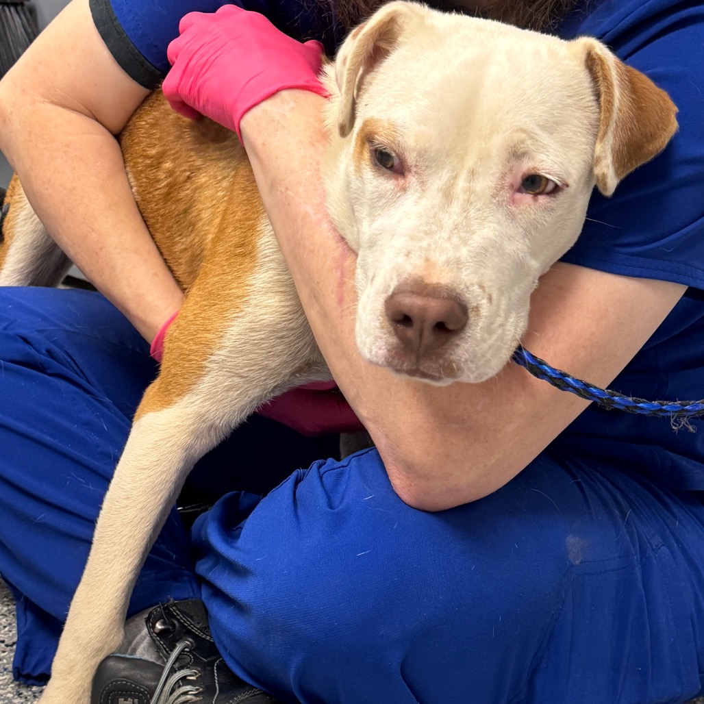 Shelter Stray Male Dog last seen , 328 Furman Hall Rd, Greenville, SC 29609, USA