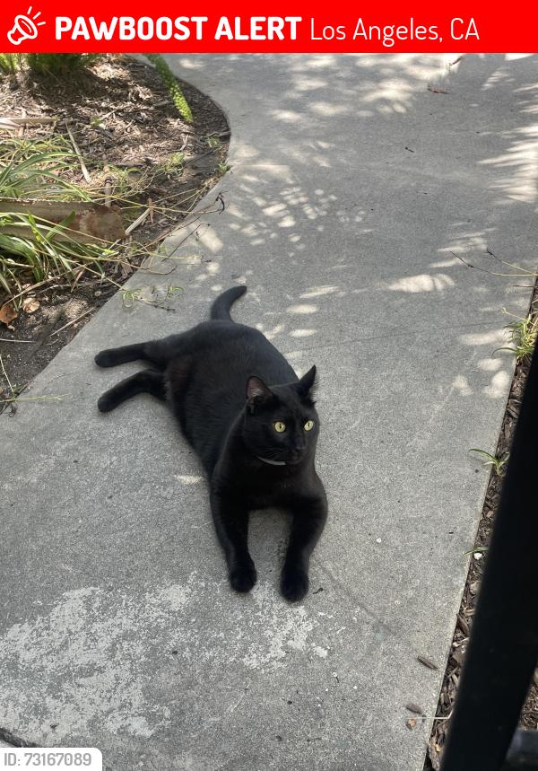 Lost Male Cat last seen n Las palmas ave, Los Angeles, CA 90028