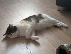 Lost Female Cat last seen Coniston Grove Ashton under lyne, Greater Manchester, England 