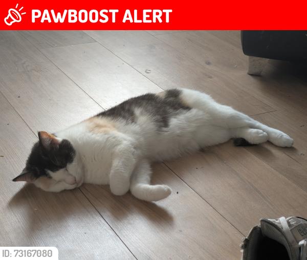 Lost Female Cat last seen Coniston Grove Ashton under lyne, Greater Manchester, England 