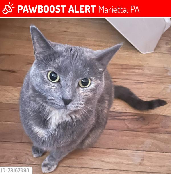 Lost Female Cat last seen Essex st, Marietta, PA 17547
