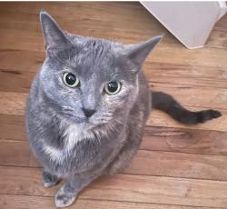 Lost Female Cat last seen Essex st, Marietta, PA 17547