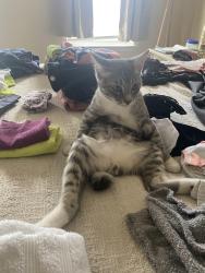 Lost Male Cat last seen Cherokee, Bay County, FL 32404