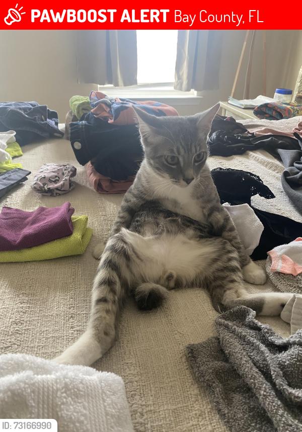 Lost Male Cat last seen Cherokee, Bay County, FL 32404