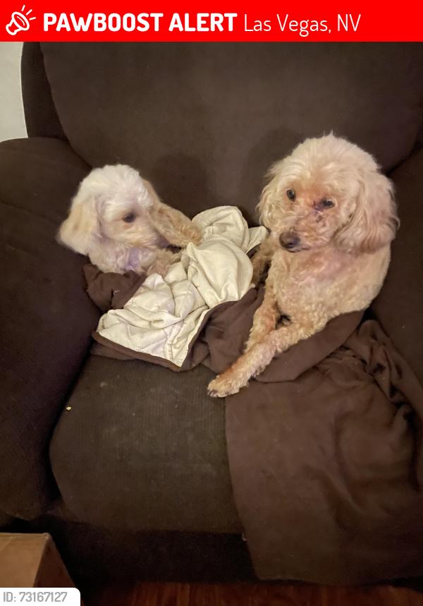 Lost Male Dog last seen Carmar, Las Vegas, NV 89122