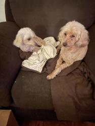 Lost Male Dog last seen Carmar, Las Vegas, NV 89122