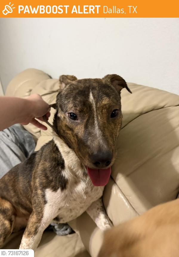Found/Stray Male Dog last seen Spring Valley and Preston, Dallas, TX 75254