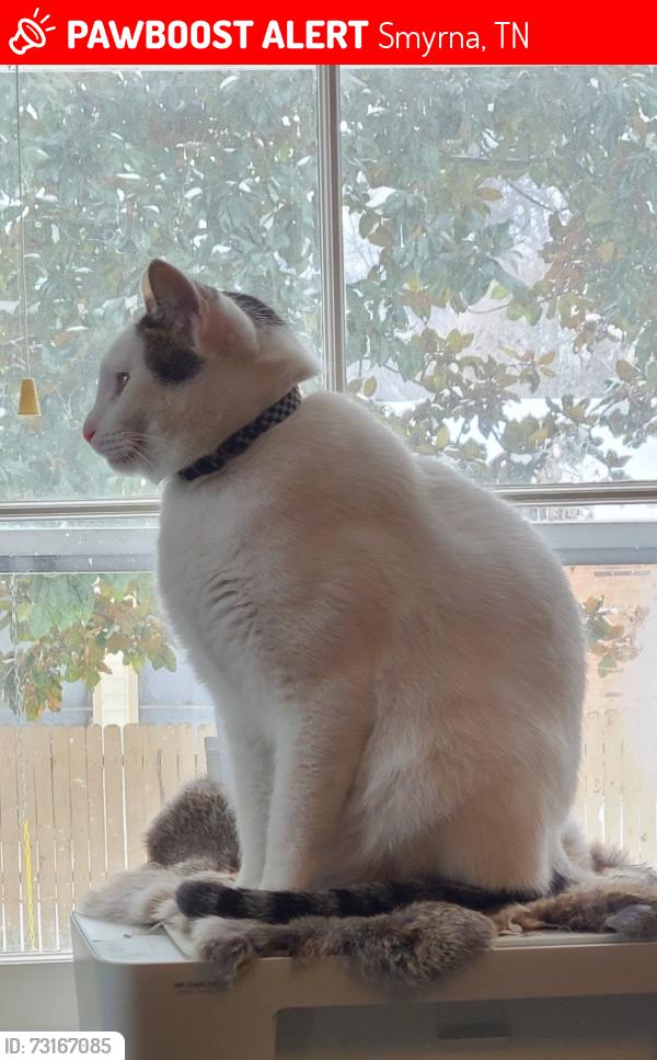 Lost Male Cat last seen Mary St, Smyrna, TN 37167
