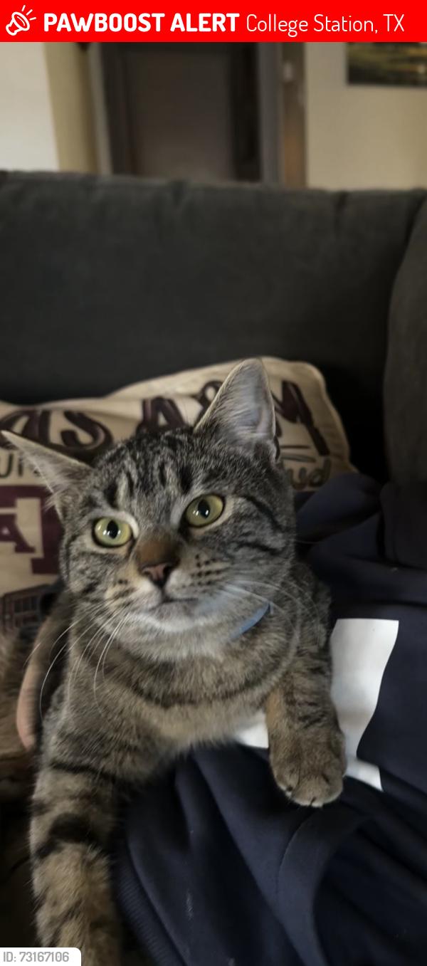 Lost Female Cat last seen Normand Dr, College Station, Tx, College Station, TX 77845