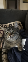 Lost Female Cat last seen Normand Dr, College Station, Tx, College Station, TX 77845
