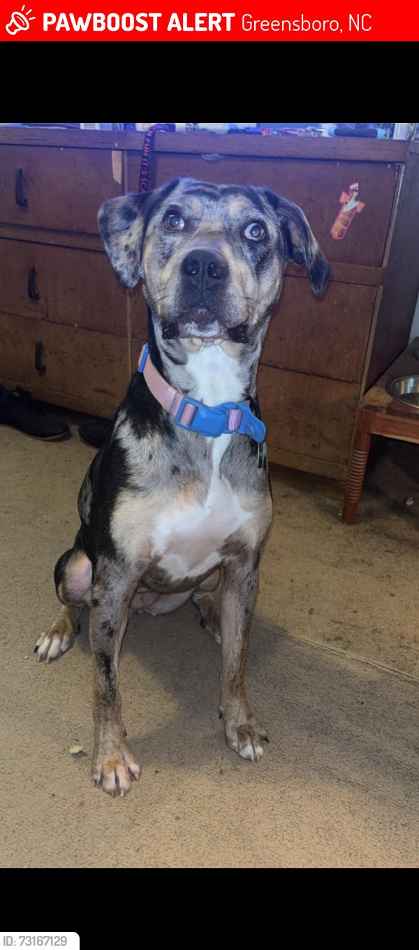 Lost Female Dog last seen Romain, Greensboro, NC 27407