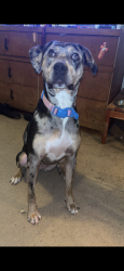 Lost Female Dog last seen Romain, Greensboro, NC 27407