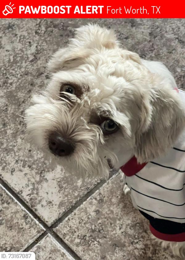Lost Male Dog last seen Meadow Sweet Ln and Pansy Rd, Fort Worth, TX 76123