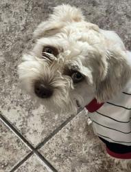 Lost Male Dog last seen Meadow Sweet Ln and Pansy Rd, Fort Worth, TX 76123