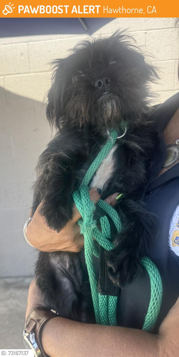 Found/Stray Female Dog last seen Near Crenshaw Blvd, Hawthorne, CA 90250