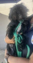 Found/Stray Female Dog last seen Near Crenshaw Blvd, Hawthorne, CA 90250
