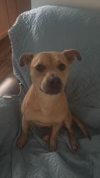 Lost Female Dog last seen Miller Wilson Rd, Crosby, TX 77532
