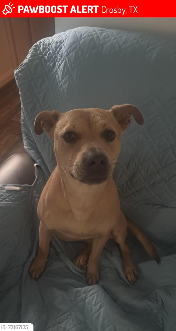 Lost Female Dog last seen Miller Wilson Rd, Crosby, TX 77532