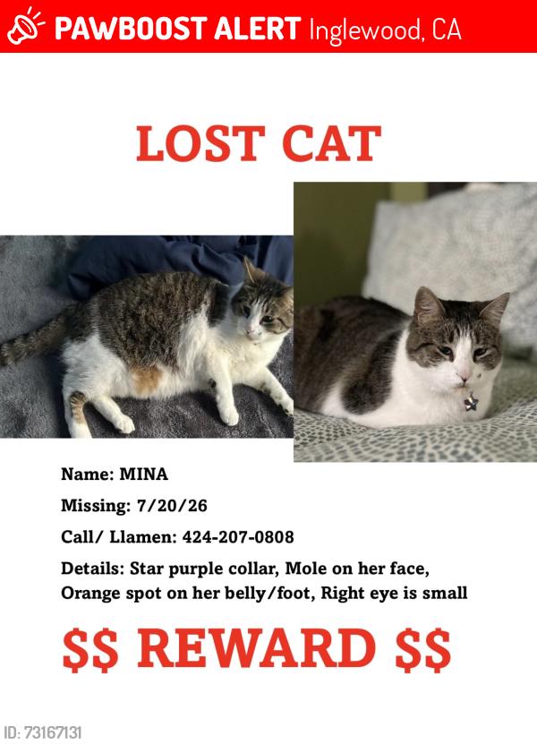Lost Female Cat last seen 104th and Firmona, Inglewood, CA 90304