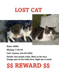 Lost Female Cat last seen 104th and Firmona, Inglewood, CA 90304