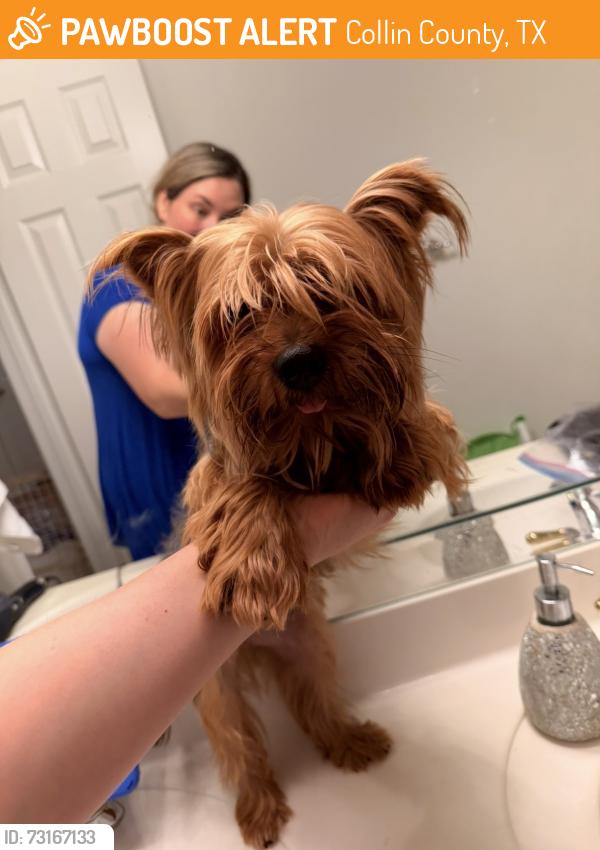 Found/Stray Male Dog last seen W Melissa road and Olympic crossing, Collin County, TX 75071