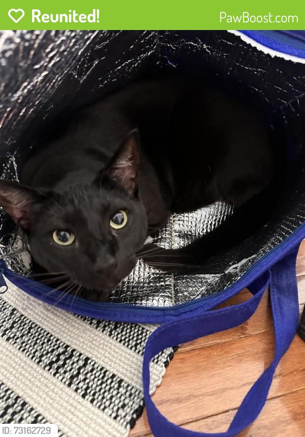 Reunited Female Cat last seen Chivalry Chase & Harper Dr in Fawn Lake, Spotsylvania Courthouse, VA 22551