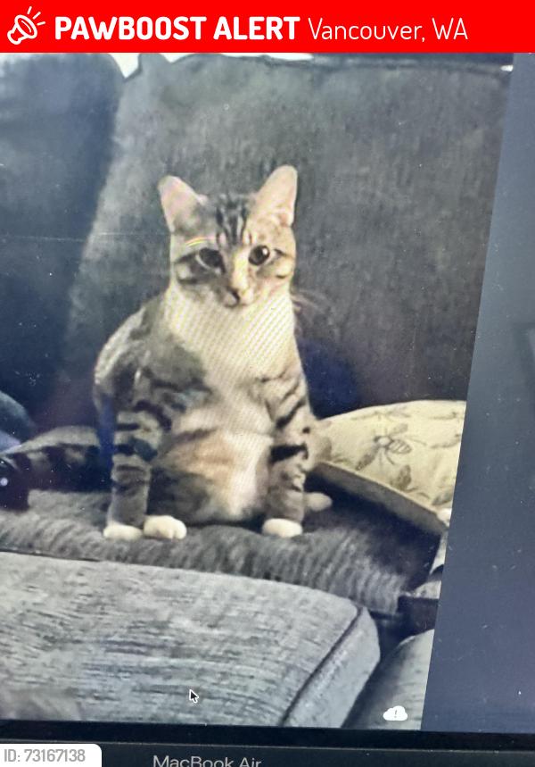 Lost Male Cat last seen Fourth plain blvd, Vancouver, WA 98682