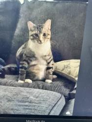 Lost Male Cat last seen Fourth plain blvd, Vancouver, WA 98682