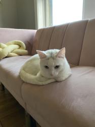 Reunited Male Cat last seen sunnyside and troy, Chicago, IL 60625
