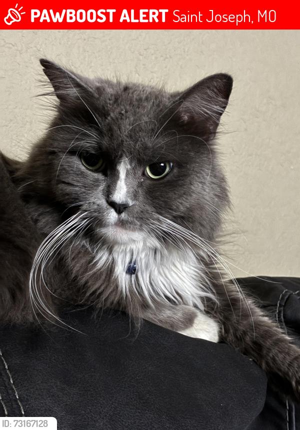 Lost Male Cat last seen Buckingham Street neighborhood behind Bandanas BBQ, Saint Joseph, MO 64506