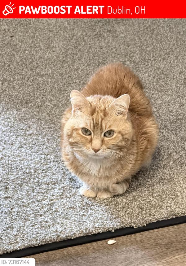 Lost Male Cat last seen Avery Crest Dr, Dublin, OH 43016