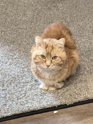 Lost Male Cat last seen Avery Crest Dr, Dublin, OH 43016