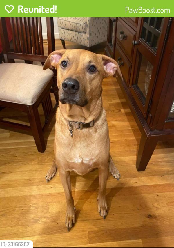 Reunited Male Dog last seen Lower Creek Area, Lenoir, NC 28645